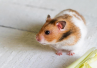 倉鼠眼睛流血是怎么回事（解決方法）